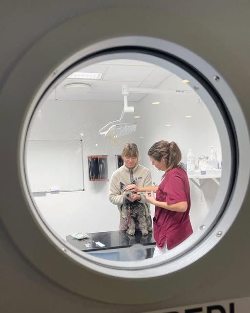 Veterinär, djurägare och hund syns genom ett fönster i en dörr. 