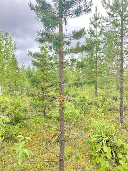 Young pine with symptom of cronartium pini. Photo.