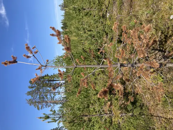 Dead young pine. Photo.