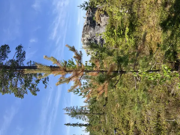 Dying young pine. Photo.