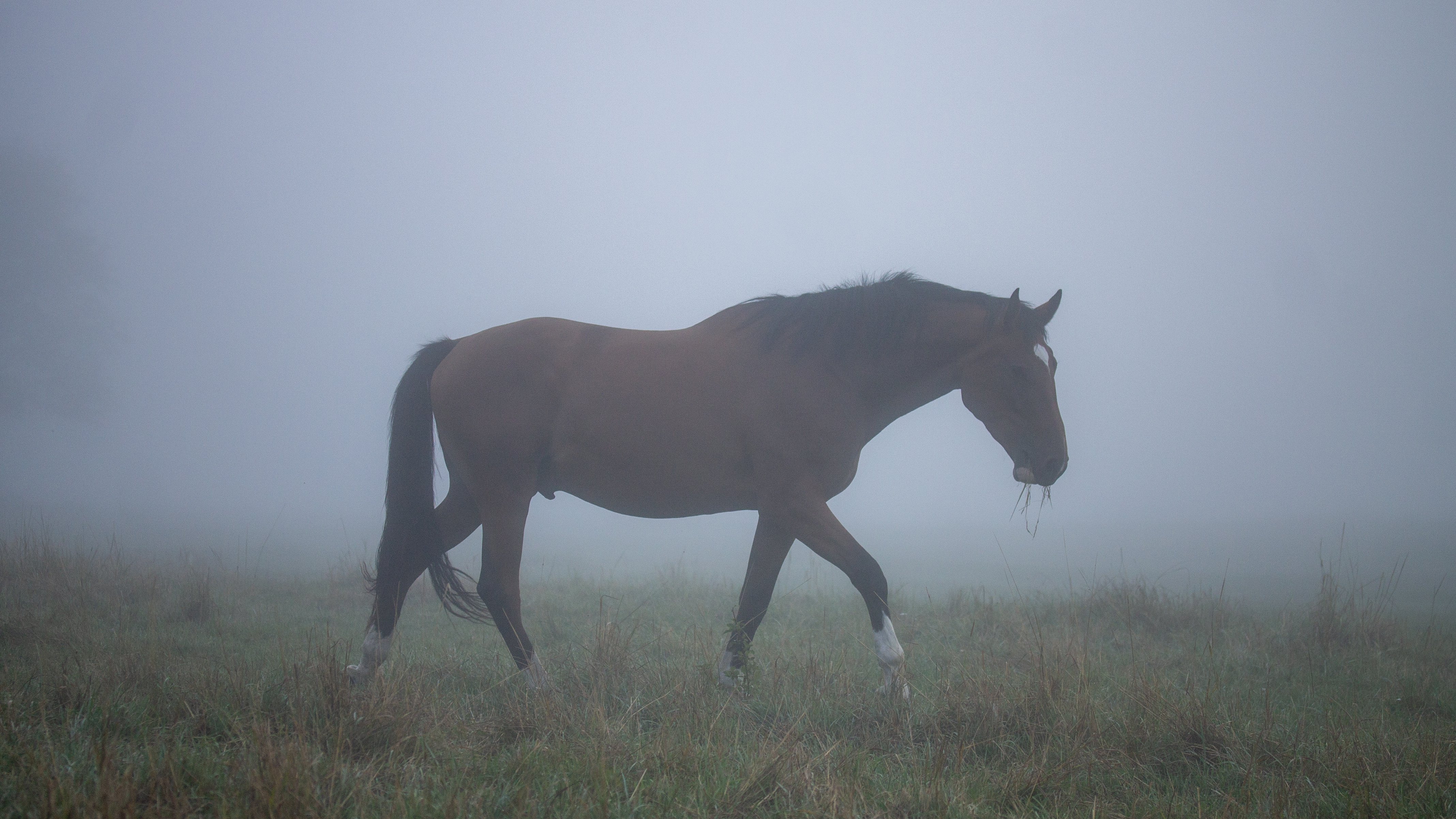 Foto av en brun häst som går i en gräshage vid dimma.