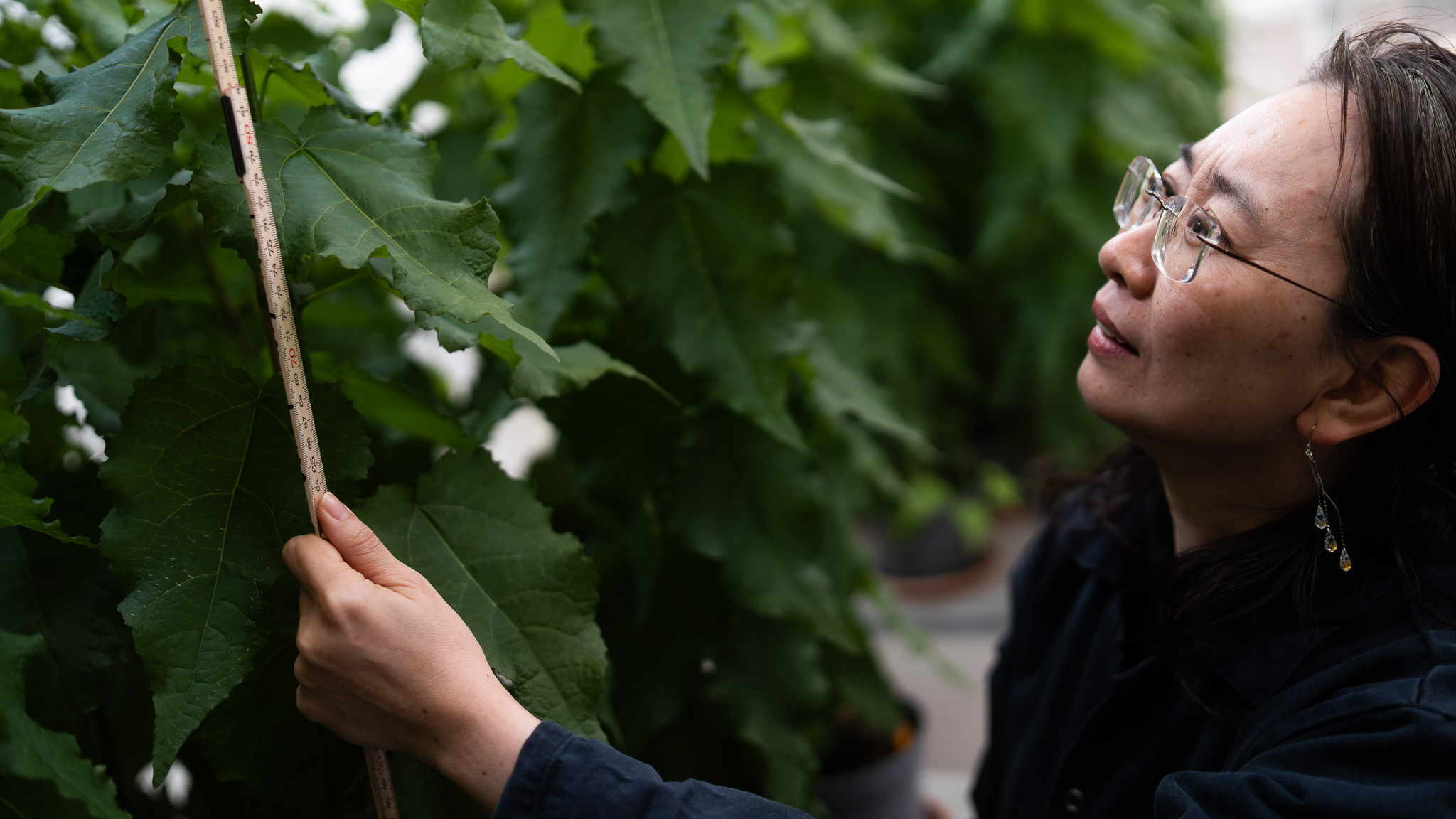 Forskare mäter träd i växthusmiljö.