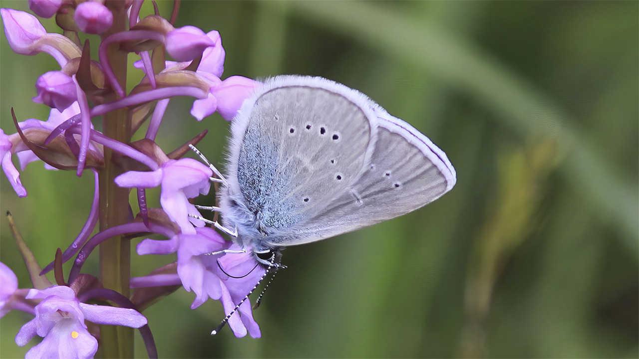 En närbild av en ljusblå fjäril med prickiga vingar som sitter på en rosa, smalblommig blomma. Bildens bakgrund är suddig grön vegetation som gör att fjärilen och blomman framträder tydligt i fokus. Foto