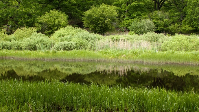 Övergödning av yt- och grundvatten, vattendrag och bevattningsdammar så väl som kustområden är ett betydande miljöproblem som leder till algblomning och utarmade vattenmiljöer.