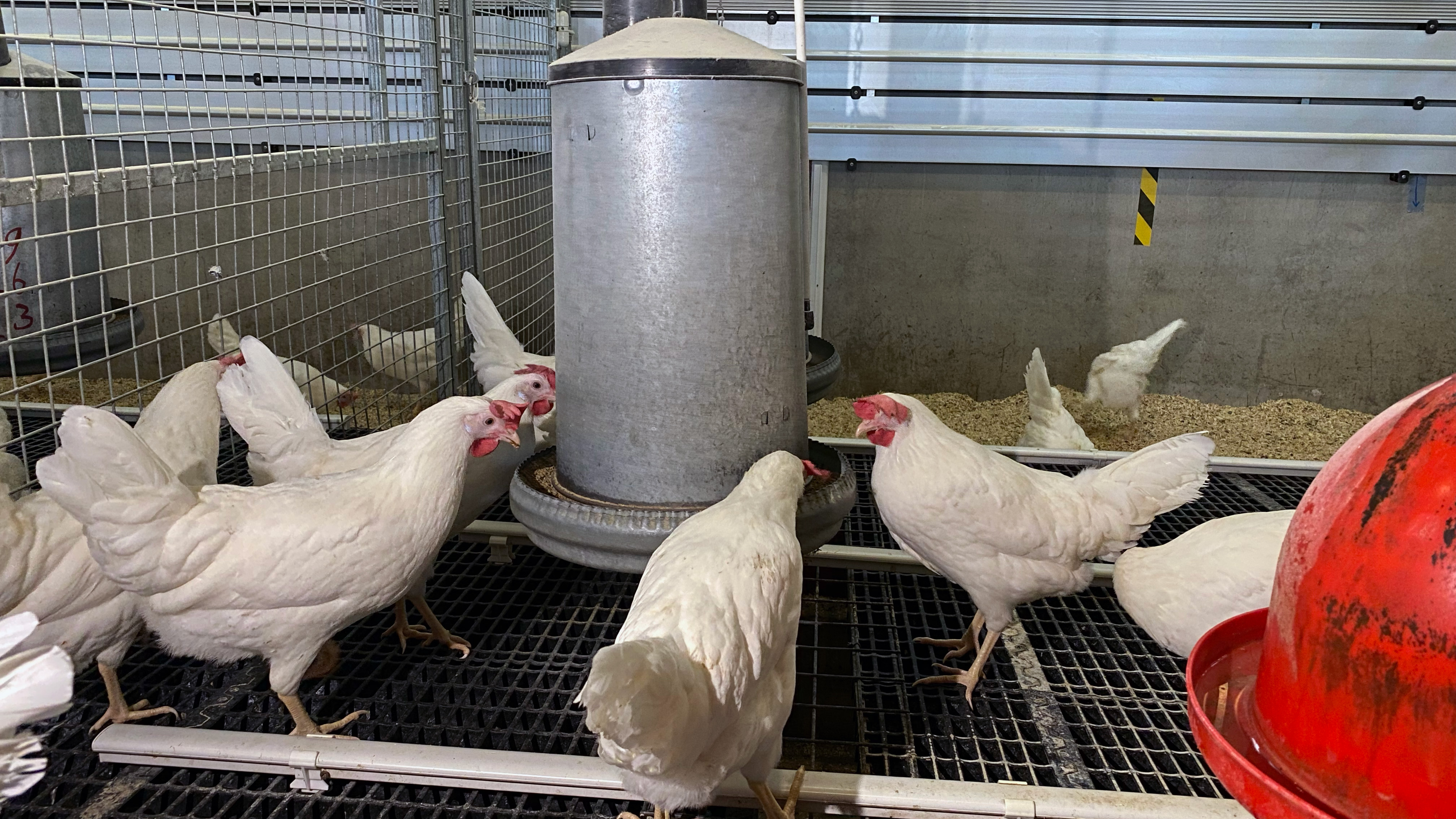 A group of white laying hens around a feeder.
