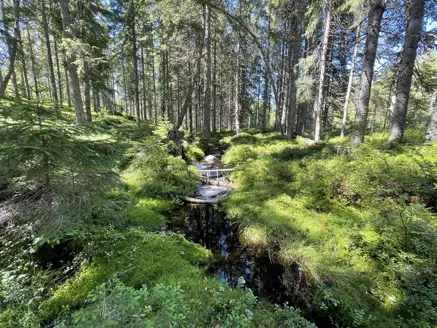 Liten bäck som rinner genom en granskog
