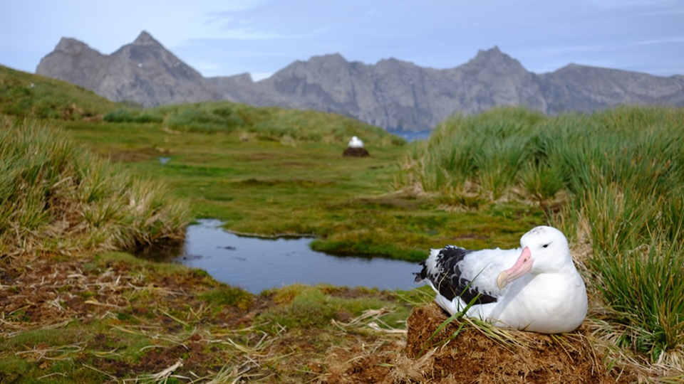 Photo of a brooding wandering albatross.