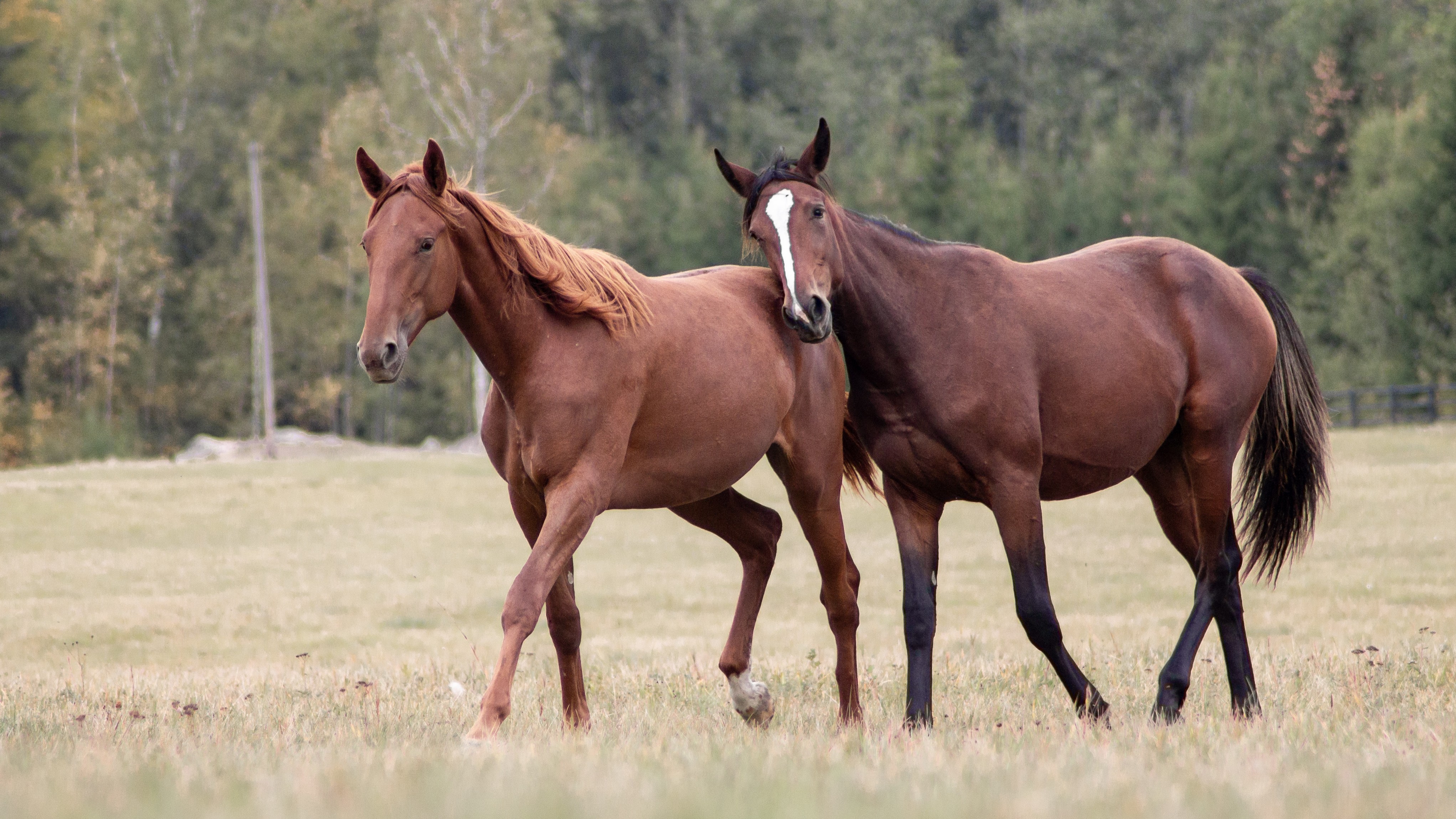 Photo of two warmblood horses—one bay and one chestnut—outdoors in a large pasture in the fall.