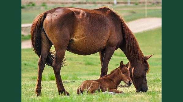 Foto av ett sto med föl liggandes vid sidan utomhus i gräshage.