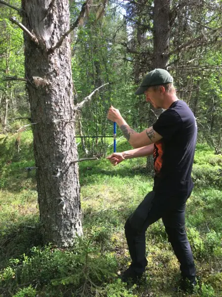 En man borrar i ett träd ute i skogen.