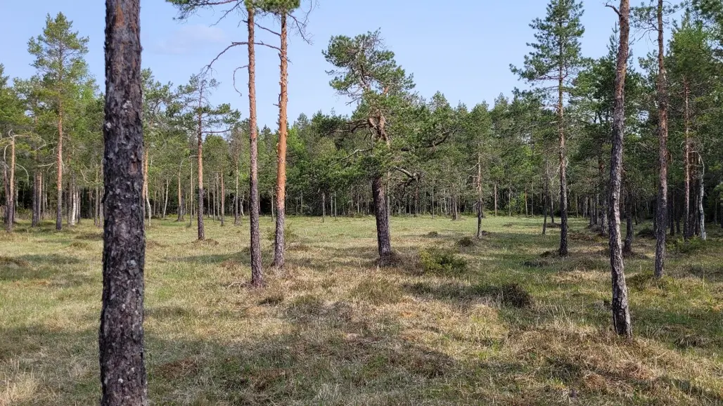 Gräsbeklädd våtmark med enstaka, utspridda träd. Foto