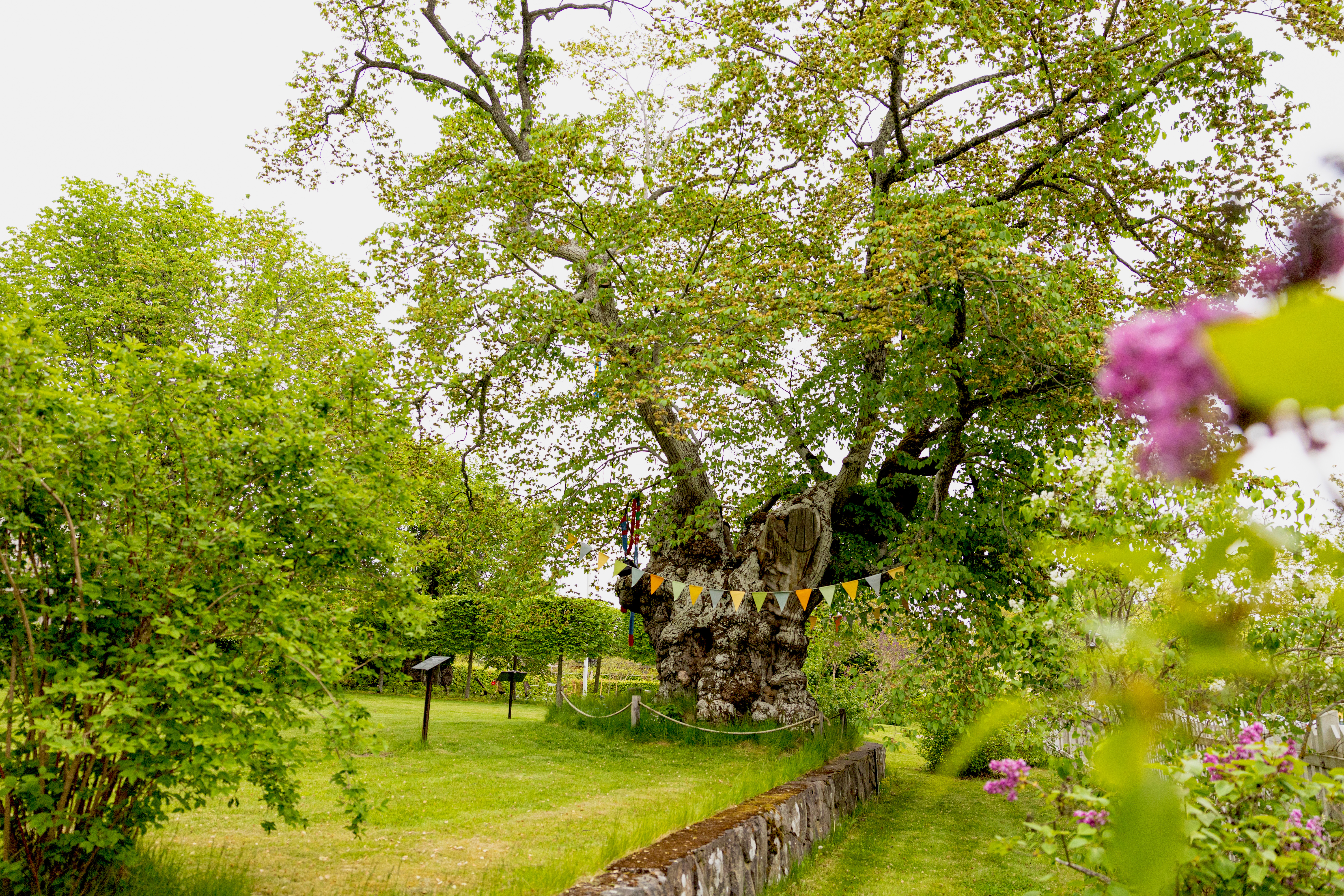 stor gammal alm med flaggspel.