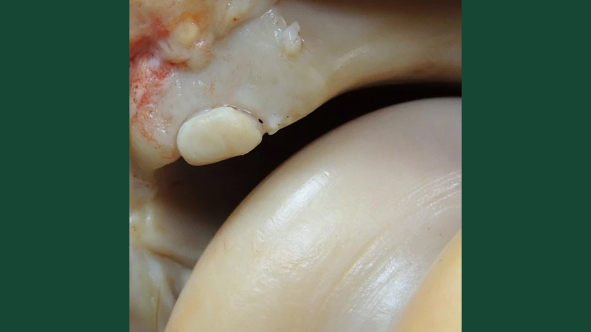 Foto av brosk hos häst.