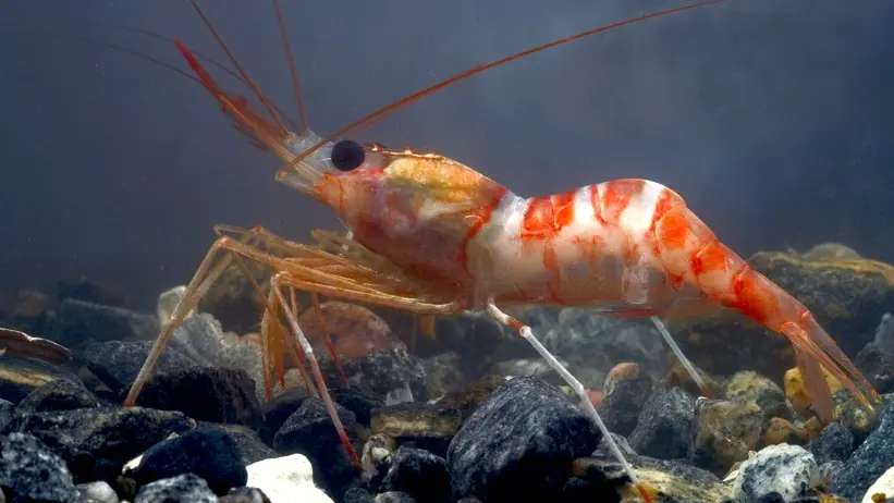 Röd och vit räka på stenig botten. Foto