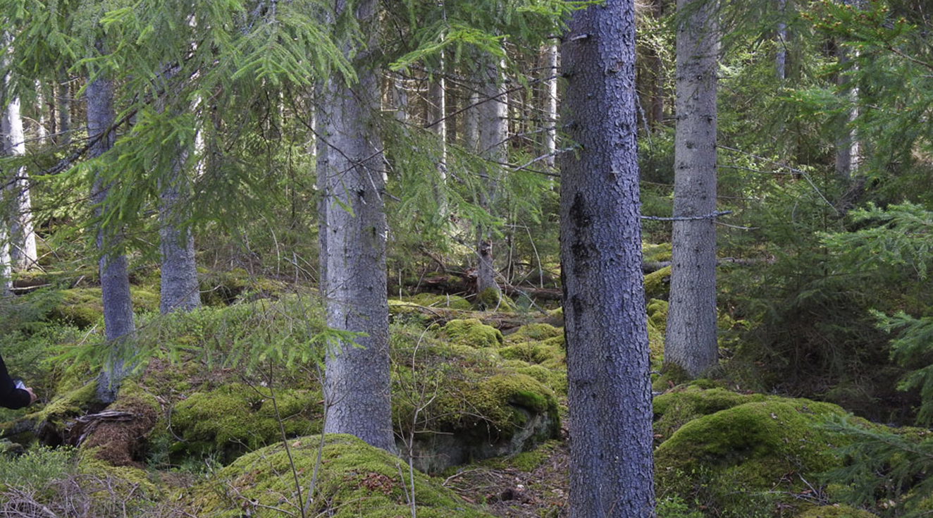 gran i skogen