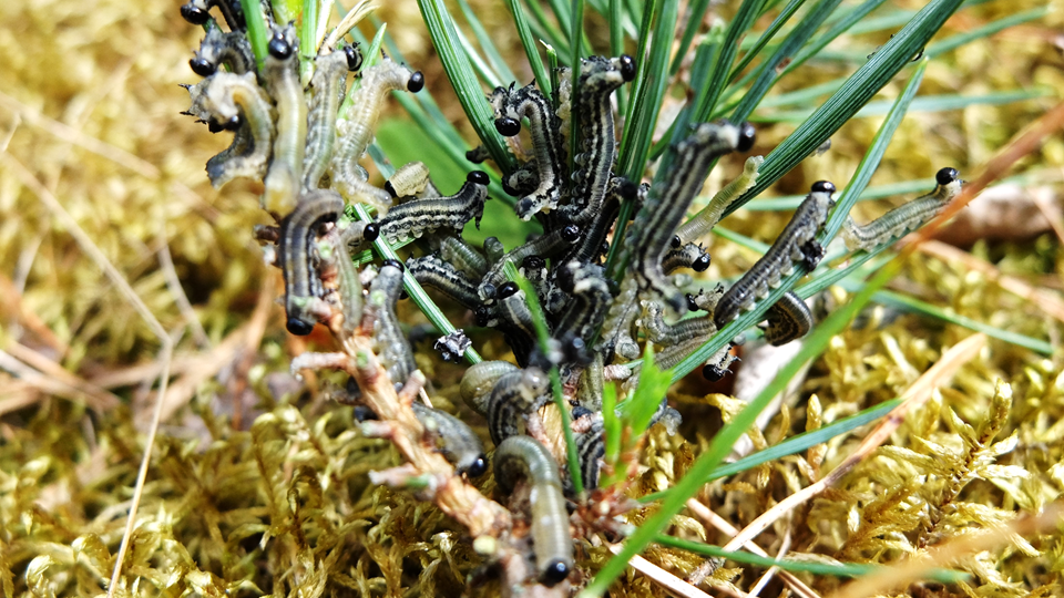 Röd tallstekel. Foto.