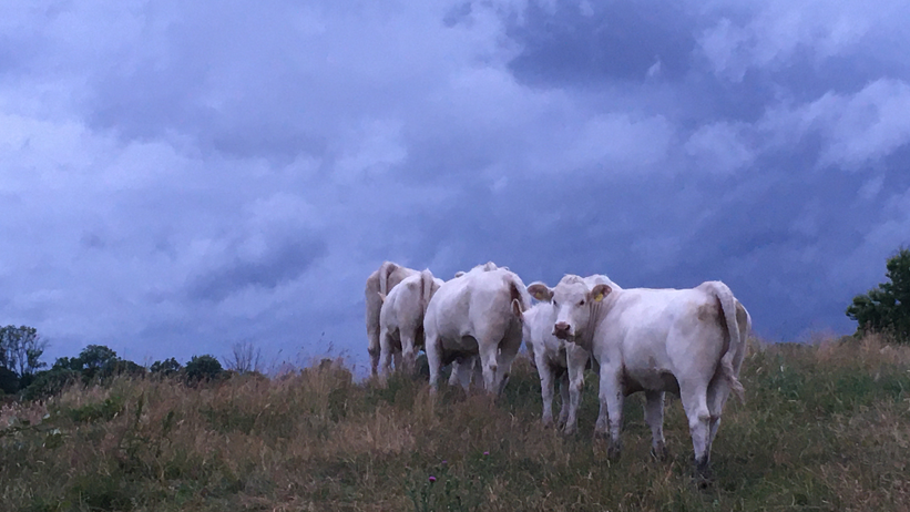 Cows under thunder sky