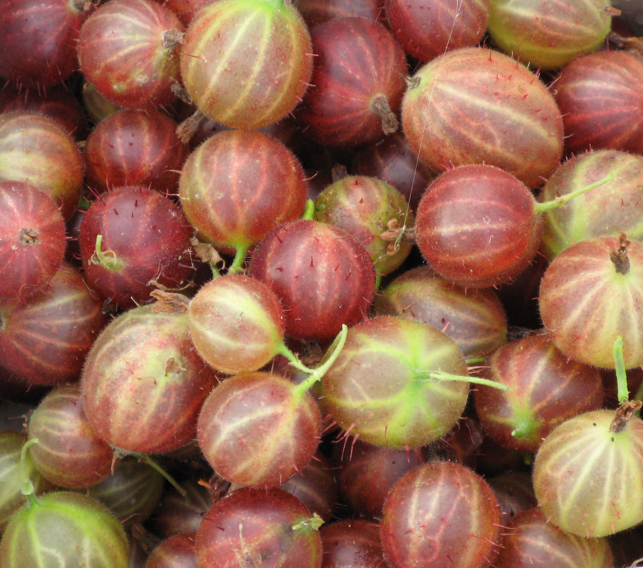 Röda krusbär ligger tätt i en kartong. 