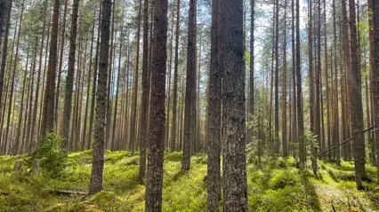 Tallskog med gles undervegetation i solljus.