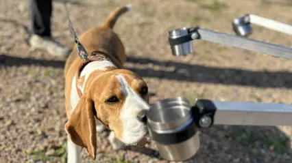 En hund nosar på en kopp