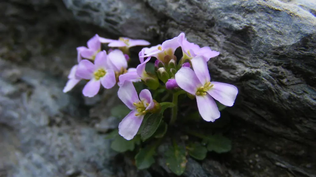 Photo of flowering Arabidopsis arenosa (tetraploid).