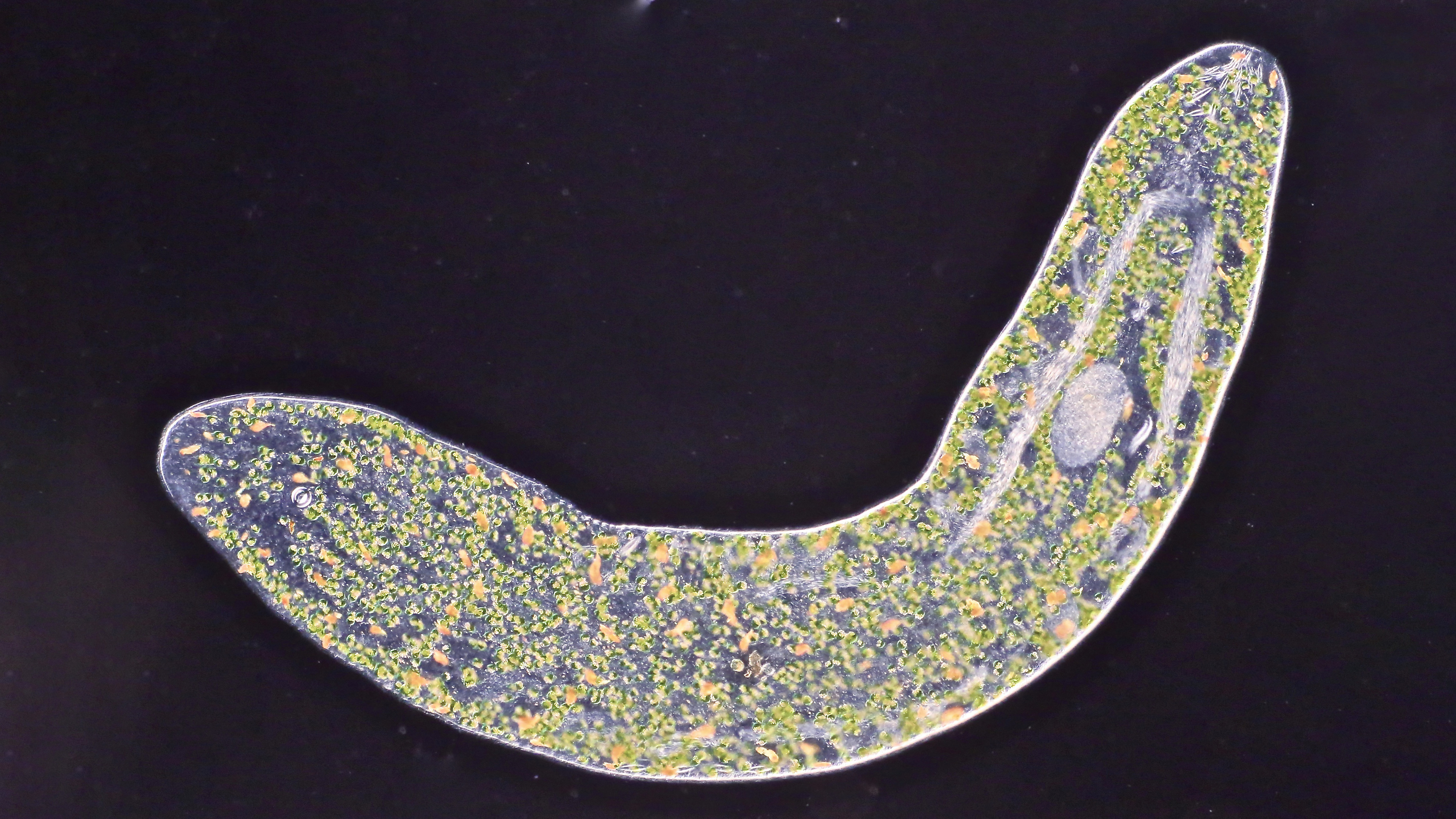 Microscope image of tiny, sausage like animal. Photo