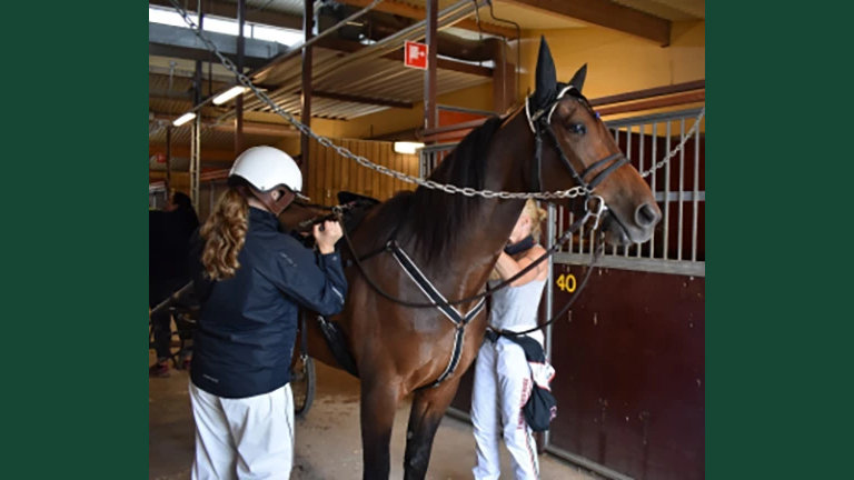 Foto av en travhäst med utrustning i stallmiljö omgiven av mänskliga skötare och kuskar.