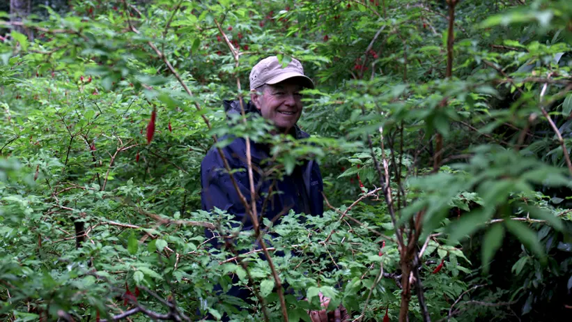 Lars Östlund bland Fuchsiabuskar