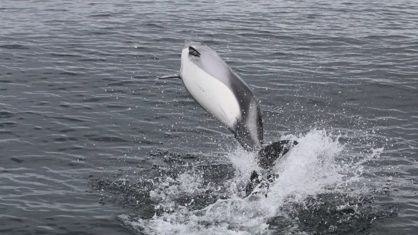 Fältresa till Rio del Oro och Cabo Froward i Chile under 2024.