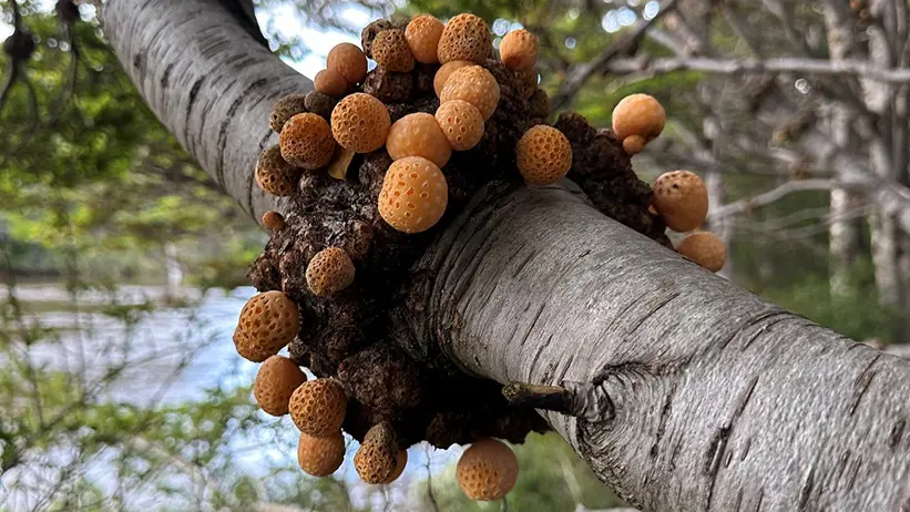 Diguenesvampar på Coiguevril Patagonien 2024