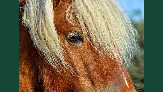Närbild av ansiktet på en häst ståendes utomhus med blå himmel som bakgrund.