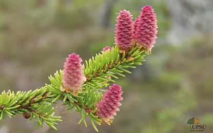 Norway spruce female flowers, photo Gun Lövdahl, UPSC