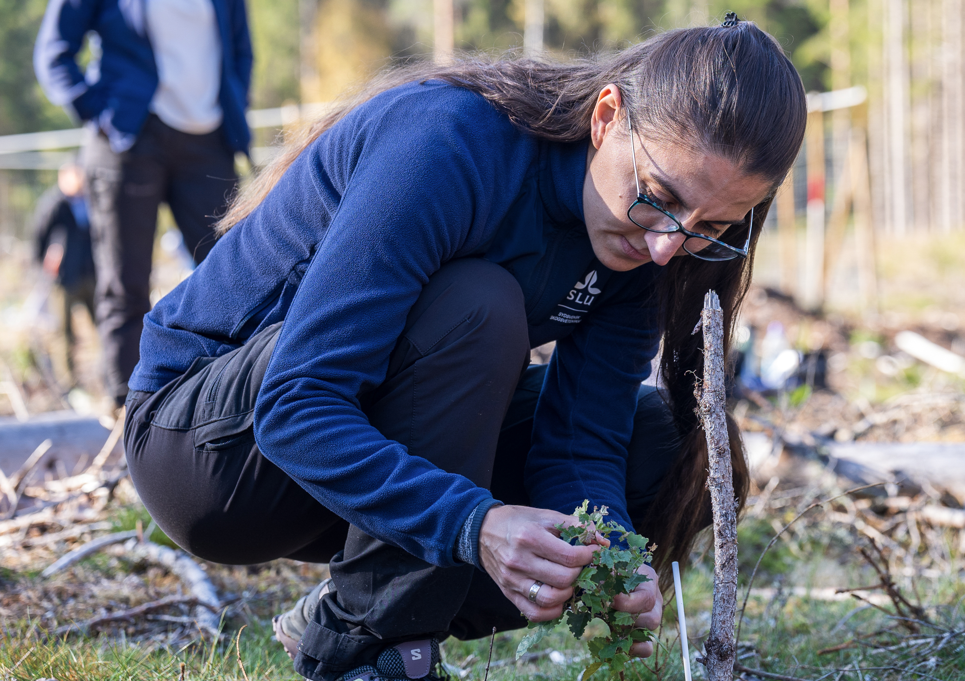 Woman examines birch seedling. Photo.