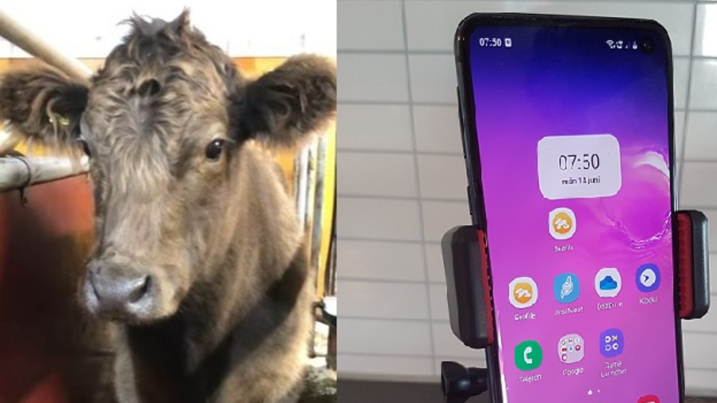 Kalv och arm med telefon