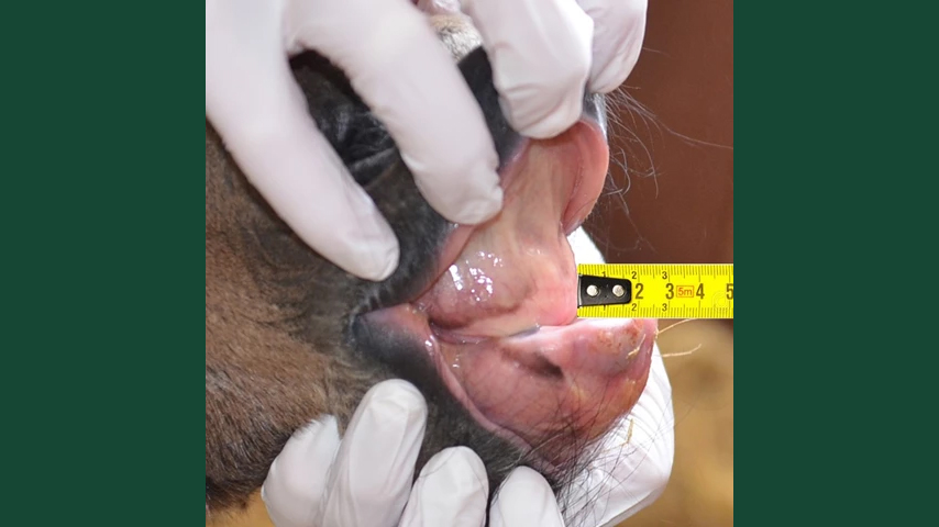 Foto av ett islandshästföl med ett underbett under mäts med måttstock.