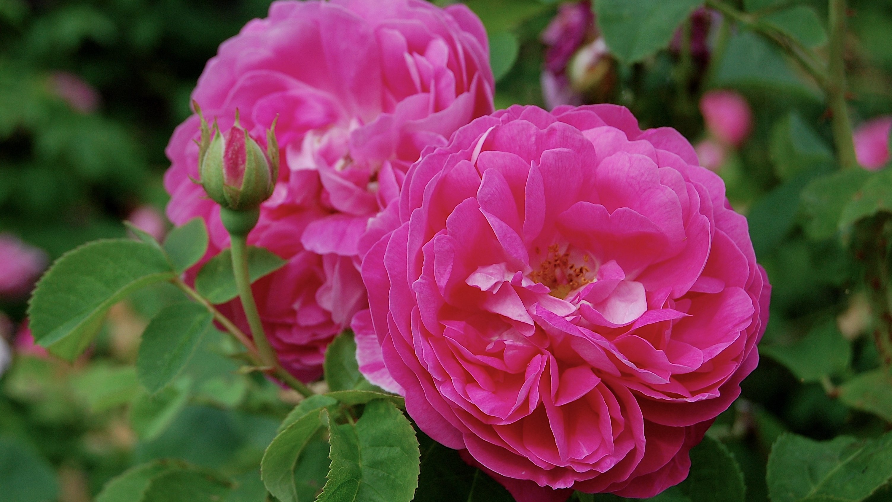 Närbild av den rosa bourbonrosen 'Pipar Hans'. Mitt i bilden syns två rosa blommor. 