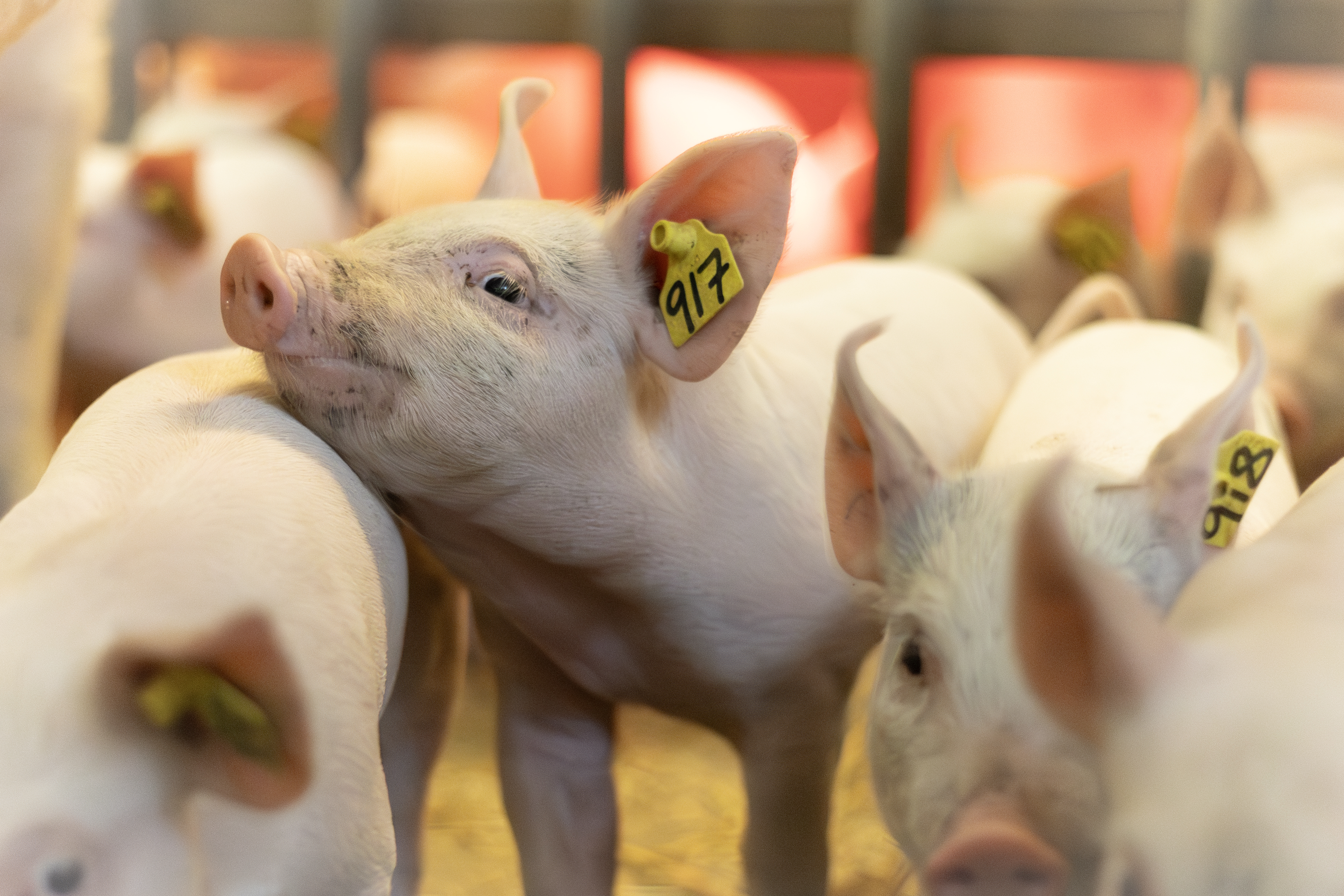 Photo of piglets standing under a heat lamp indoors in a barn.