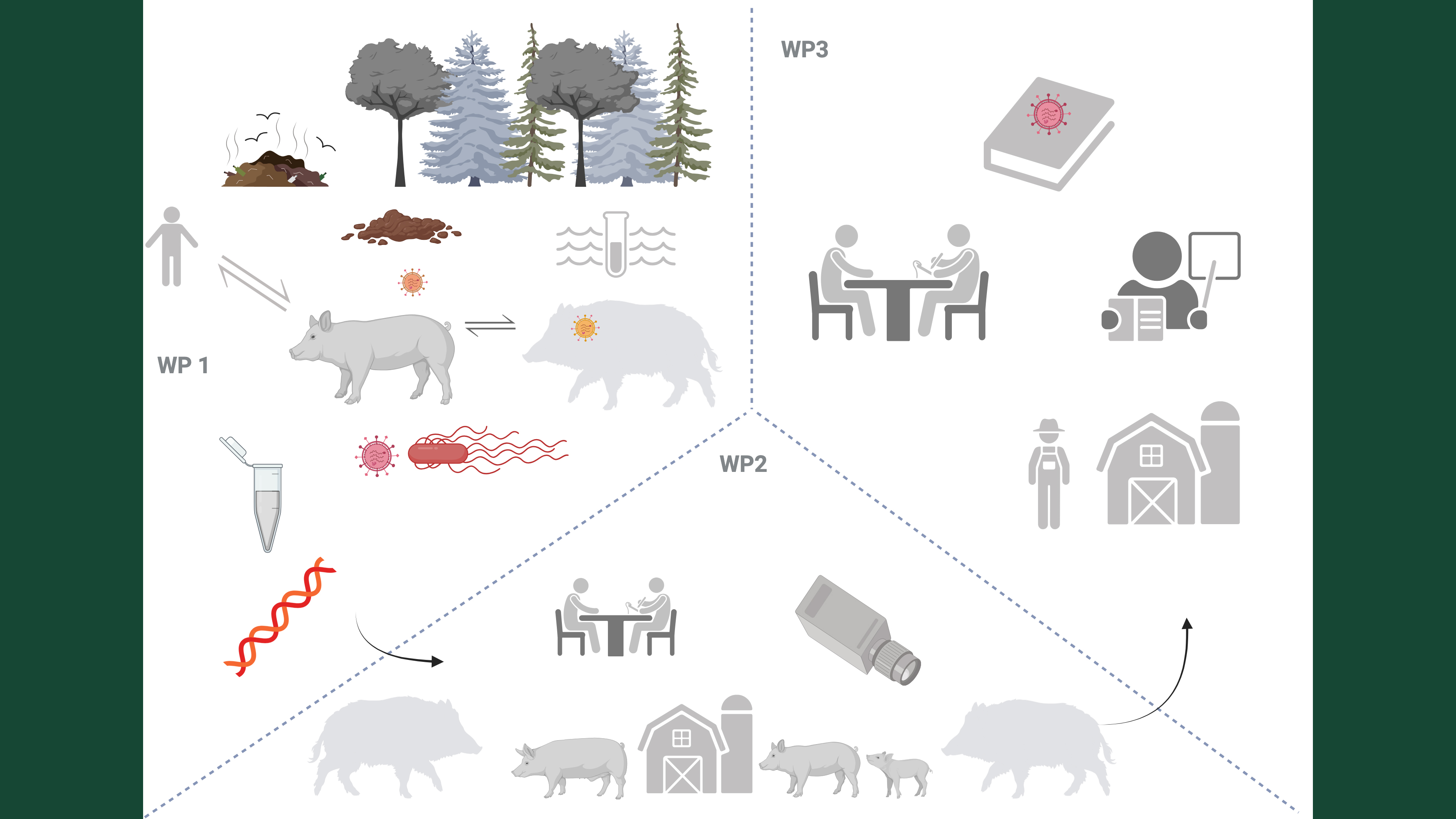 Illustration of the different parts of the project, from pigs to science to practical change.