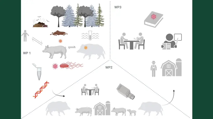 Illustration of the different parts of the project, from pigs to science to practical change.