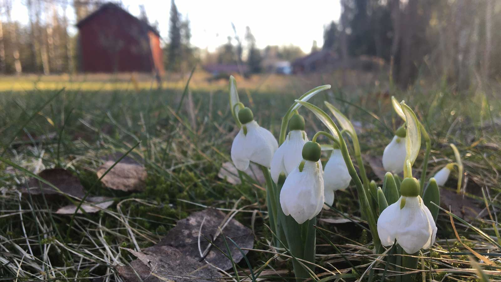 Snödroppar. Foto: SLU.