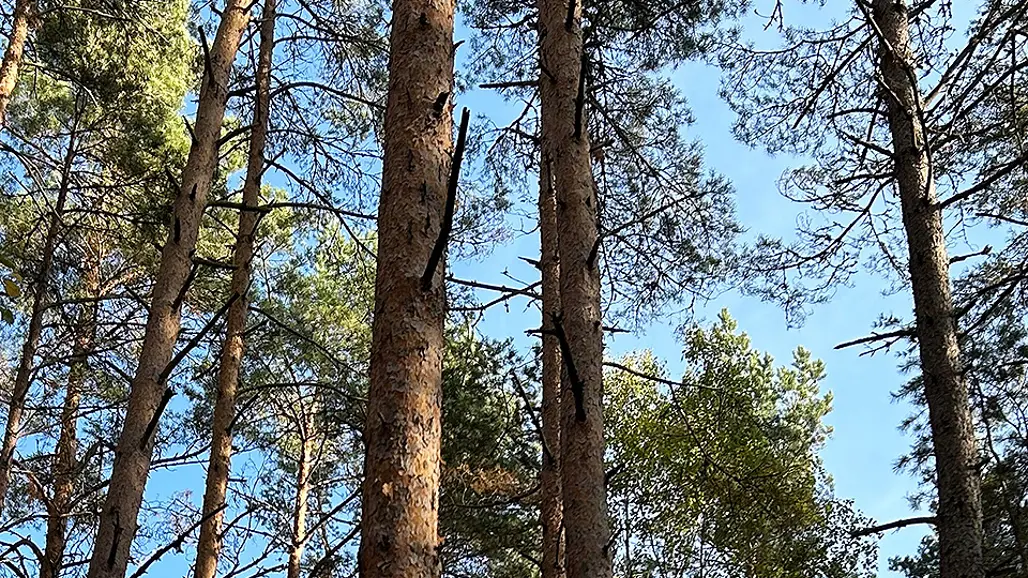 Photo of pine trees