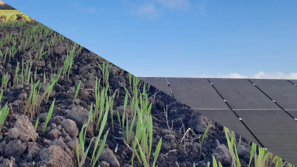 Ett collage med nyetablerad höstråg och solceller