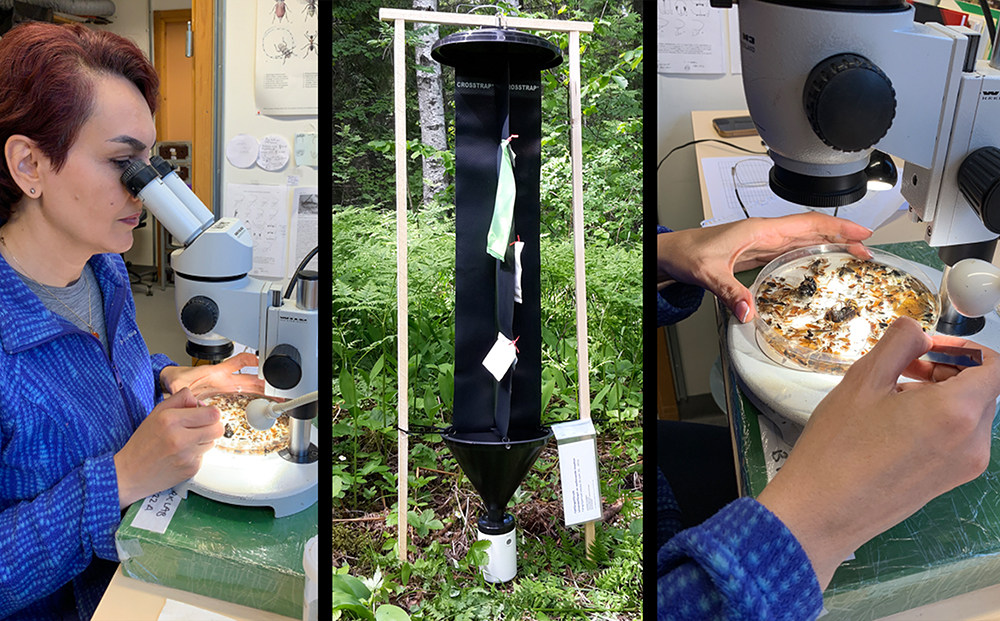 kvinna med mikroskop