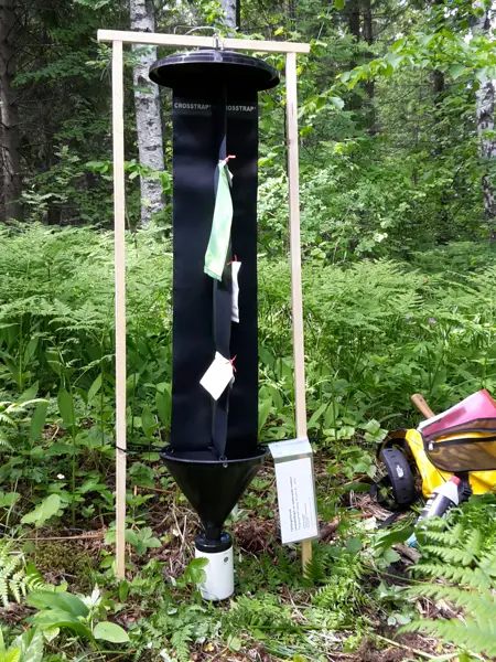Insektsfälla i skogen