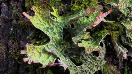 Grönt blad med rosa kanter. Foto