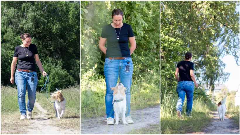 Kollage med tre bilder av en kvinna i jeans och svart t-shirt (Klara Smedberg, SLU) som agerar utomhus med en hund av rasen kromfohrländer.