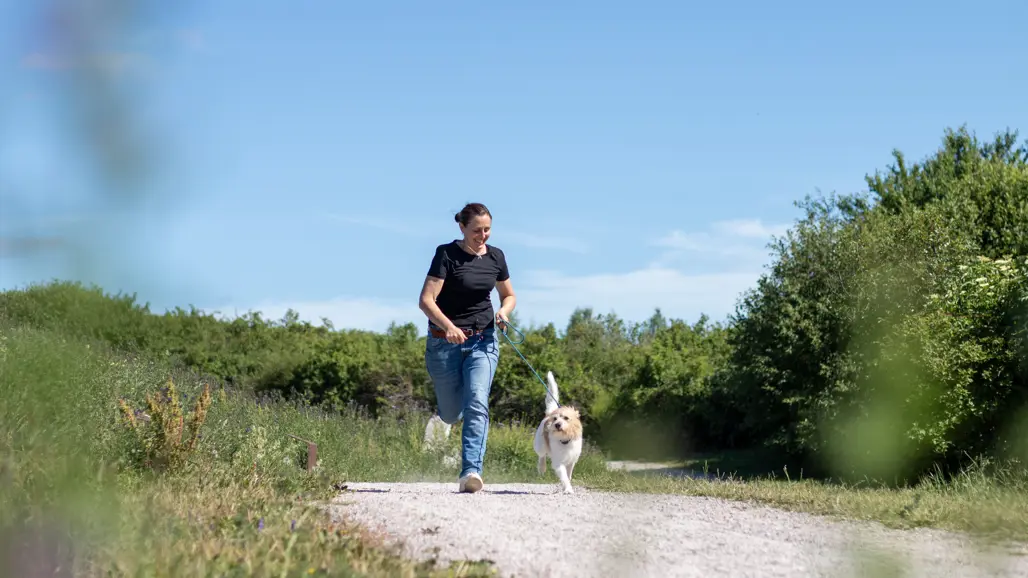 Foto av en kvinna i svart t-shirt och jeans (Klara Smedberg, SLU) som springer med en hund av rasen kromfohrländer utomhus en solig sommardag.