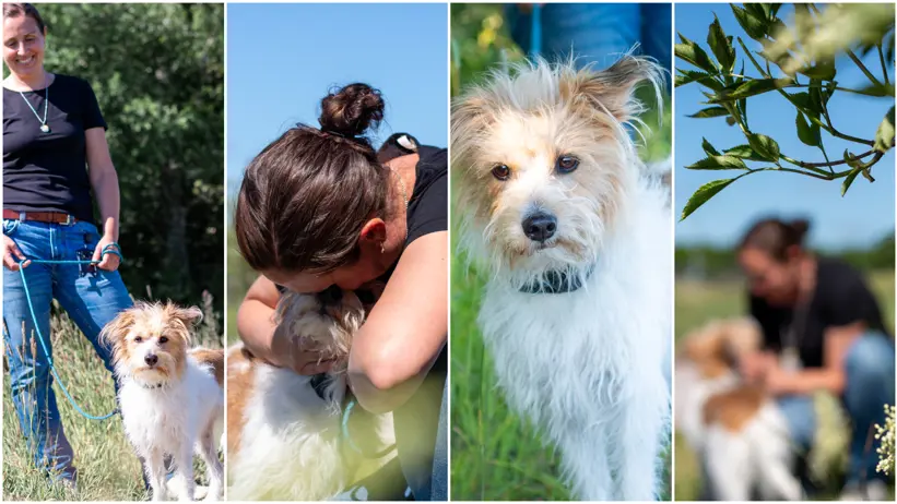 Kollage med fyra bilder av en kvinna i jeans och svart t-shirt (Klara Smedberg, SLU) som agerar utomhus med en hund av rasen kromfohrländer.