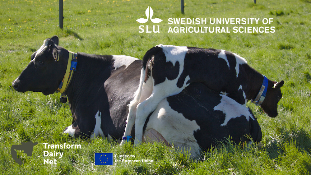 An SLB cow lies in the grass out on pasture and her calf climbs over her back.