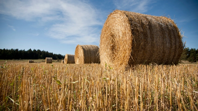 Hay bales in a field